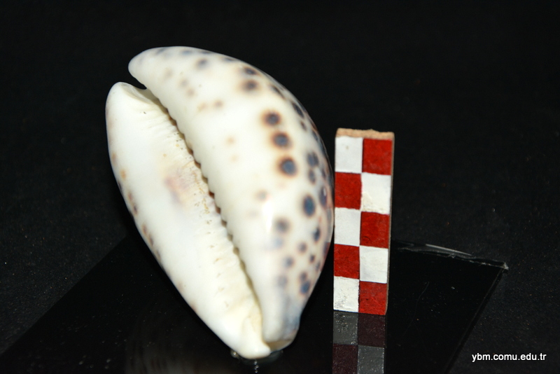 Cyprea