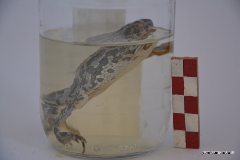 Bufotes Variabilis (Bufo Viridis) - Gece Kurbağası
