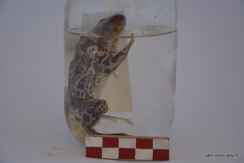Pelobates Syriacus (Toprak Kurbağası)