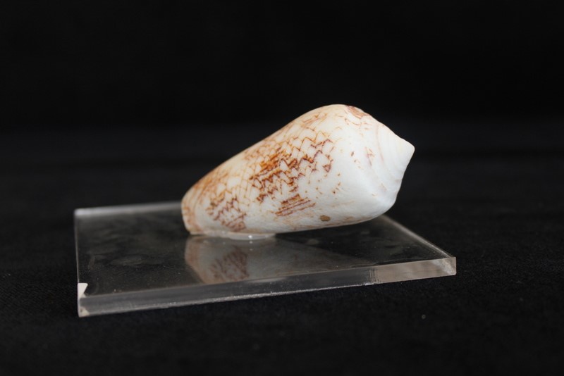 Conus Ventricosus (Gmelin)