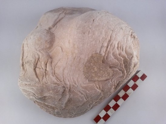 Ostrea sp