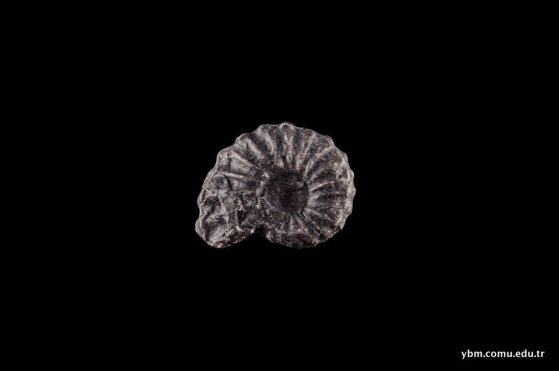 Cilieceras