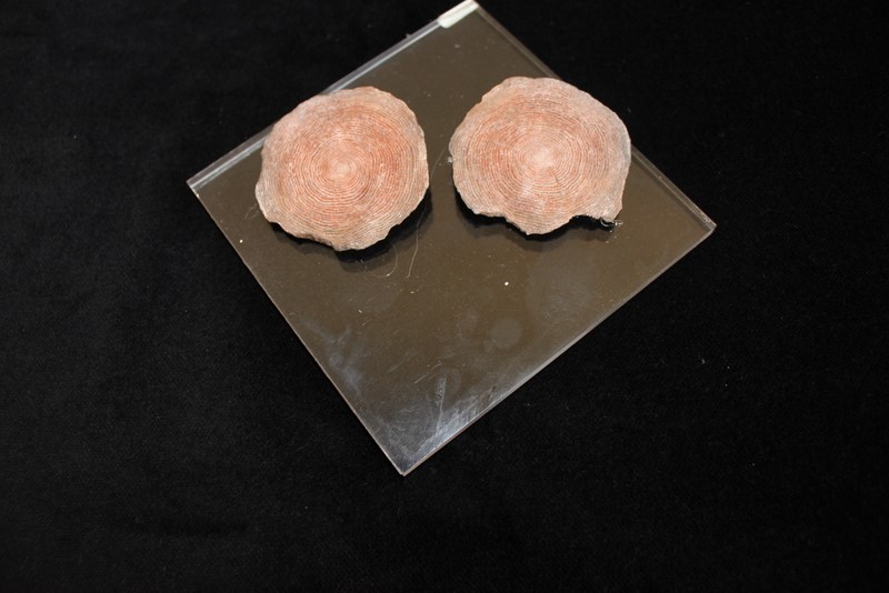Nummulites Millecaput