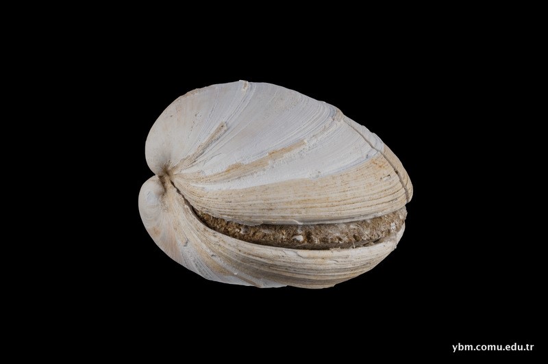 Paphia