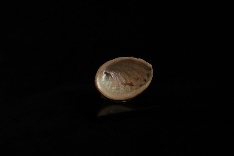 Haliotis Tuberculata Linnaeus