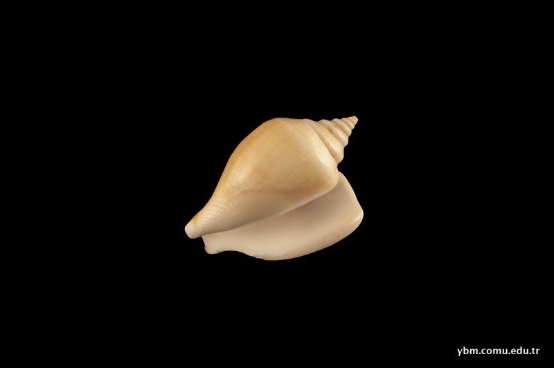 Strombus (Conomurex) Persicus Swainson