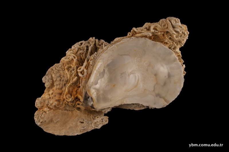 Ostrea edulis Linnaeus