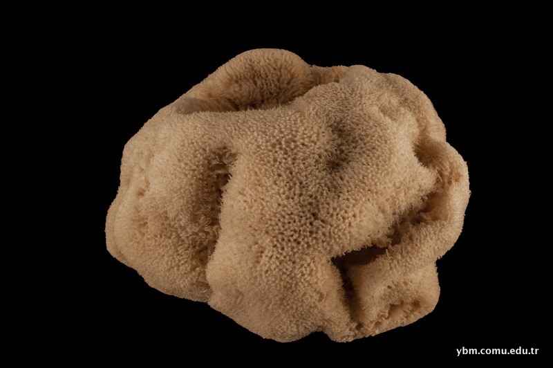Calcispongia