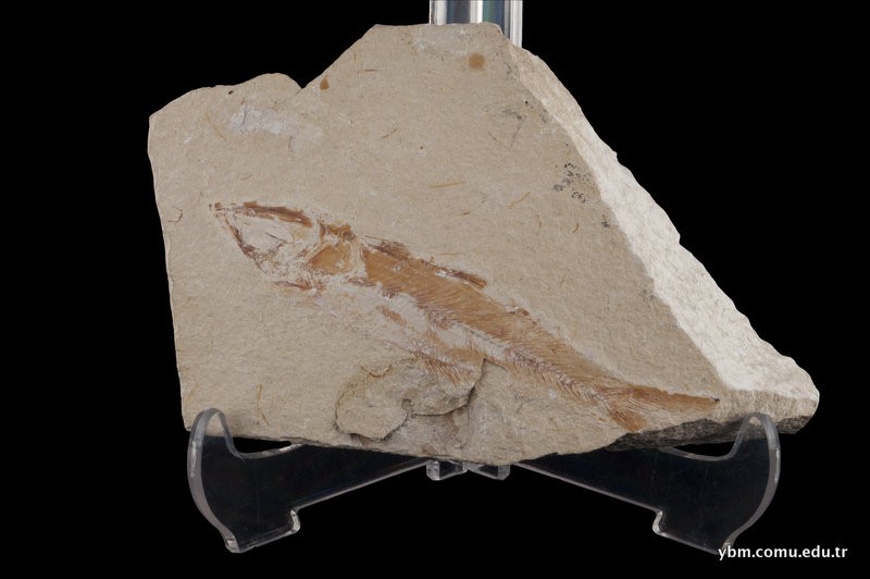 Sedenhorstia Sp