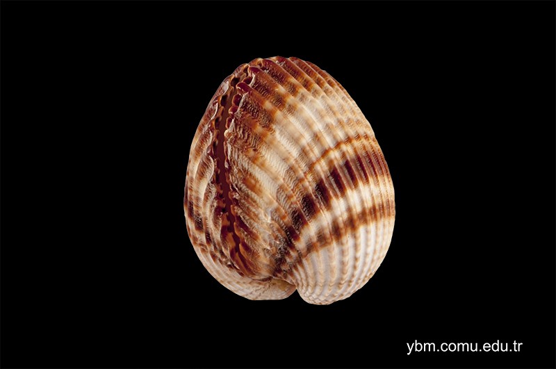 Cardium Edule