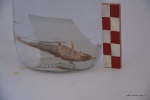 Lissotriton Vulgaris (Triturus Vulgaris)- Küçük Semender