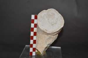 Vaccinites Praegiganteus (Toucas)