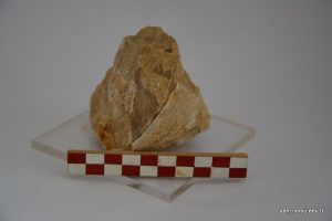 Dictyoptychus Morgani Douville