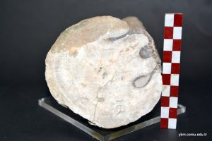 Vaccinites Ultimus Milovanovic