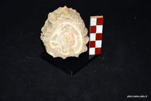 Hippurites Colliciatus Woodward