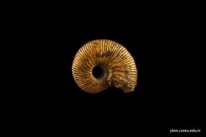 Ammonites