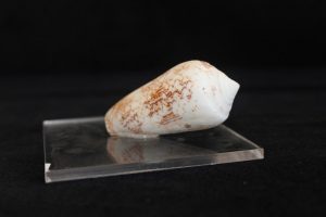 Conus Ventricosus (Gmelin)