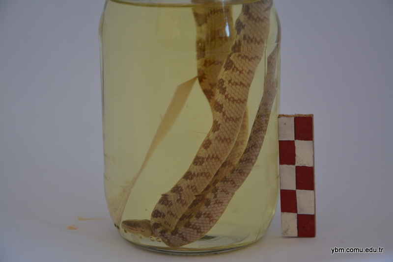 Dolicophis Caspius (Hazer Yılanı) - Rare Snake Species