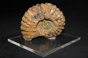 Douvilleiceras (Ammonit)