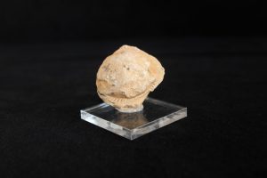 Glycymeris Tenuisulcatus Koenen