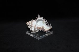 Hexaplex Trunculus (Linnaeus)