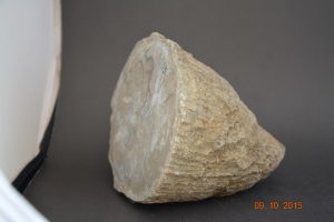 Hippurites (Orbionya) Colliciatus Goldfuss