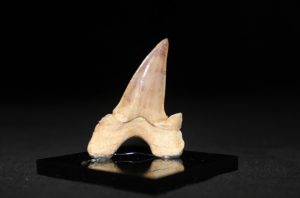 Köpek Balığı Dişi