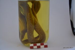 Malpolon Insignitus (Çukurbaşlı Yılan)