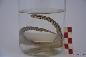 Montivipera Xanthin (Şeritli Engerek)