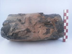 Silisleşmiş ağaç