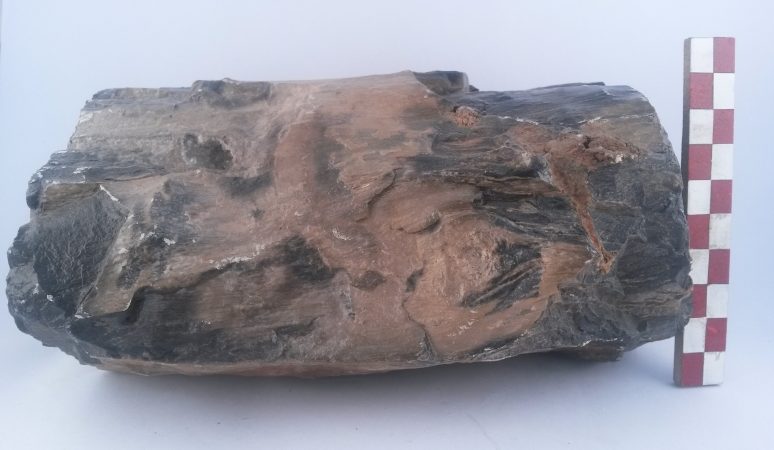 Silisleşmiş ağaç