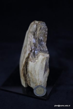 Silisleşmiş ağaç