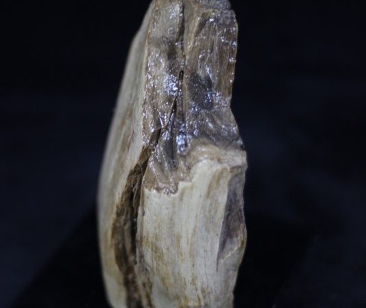 Silisleşmiş ağaç