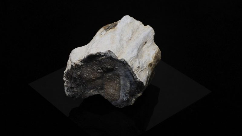 Silisleşmiş ağaç