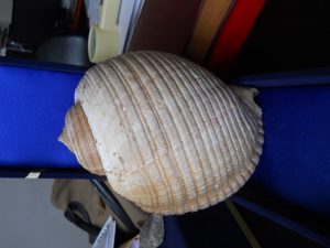 Tonna Galea (Linnaeus)