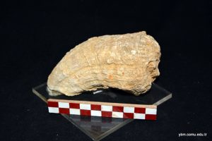 Vaccinites Loftusi Woodward