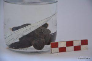 Caretta Caretta (İri Başlı Deniz Kaplumbağası)