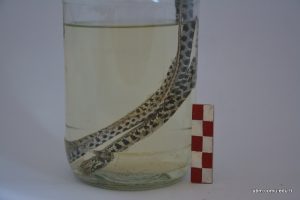 Hemorrhois Nummifer (Sikkeli Yılan)