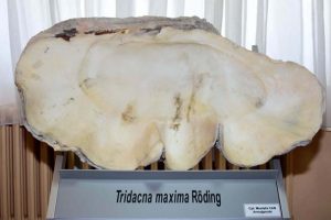 Tridacna Maxima Röding