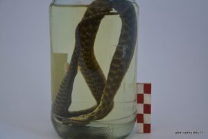 Natrix Tessellata (Su Yılanı)