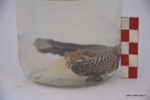 Ommatotriton Ophryticus ( Triturus Vittatus) - Şeritli Karadeniz Semenderi