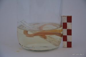 Xerotyphlops (Typhilops) Vermicularis(Kör Yılan)