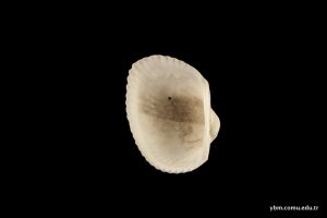 Anadara Antiquata (Lamarck)