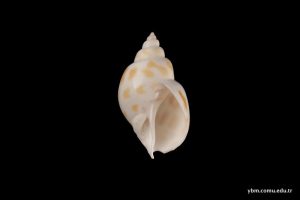 Babylonia Borneensis (Sowerby)