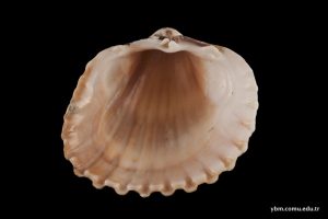 Cerastoderma Glaucum