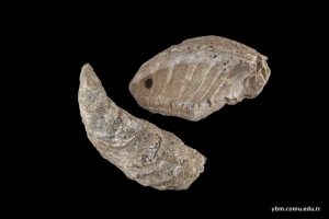 Crassostrea Gryphoides (Schlotheim)