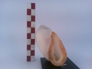 Ellobium Aurismidae (Linnaeus)