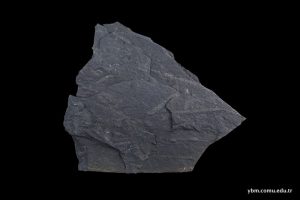 Graptolitli Siyah Şeyl