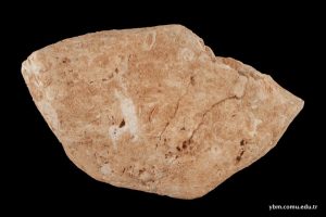 Nummulitik Kireçtaşı