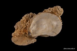 Ostrea edulis Linnaeus